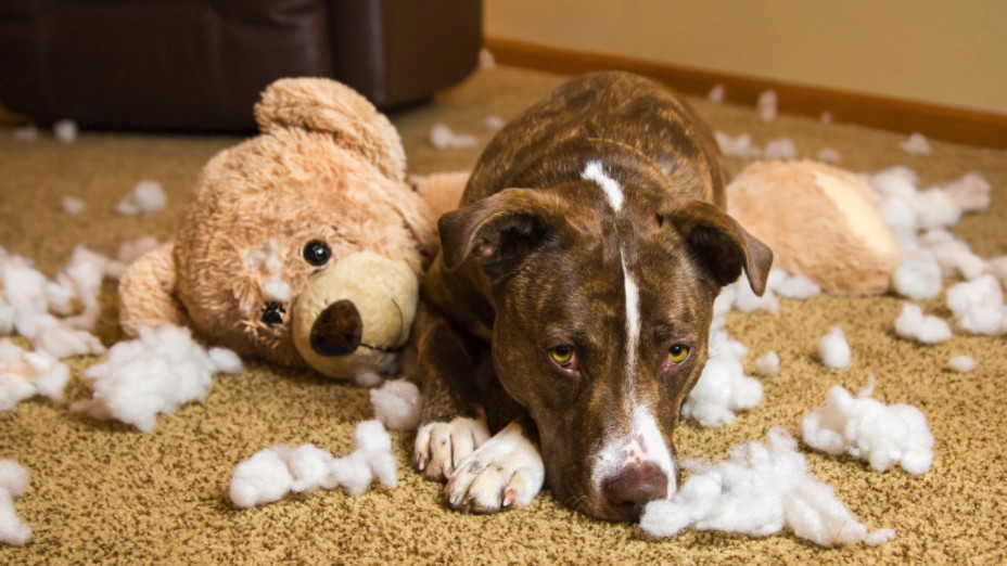 Cincinnati Dog Obedience Training